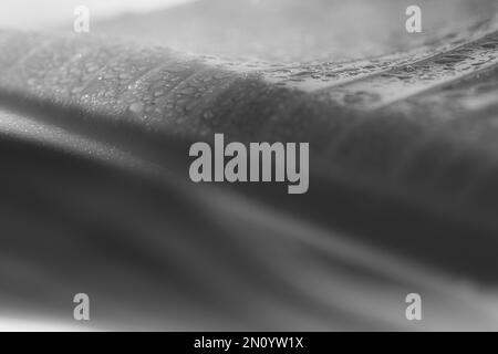 smooth plant leaves nd rain make for this creative macro shot Stock Photo