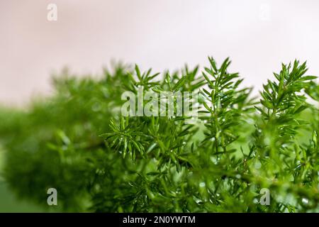 fox tail fern dripping wet with dew from teh morning fog awaits the days golden sun to dry out again Stock Photo
