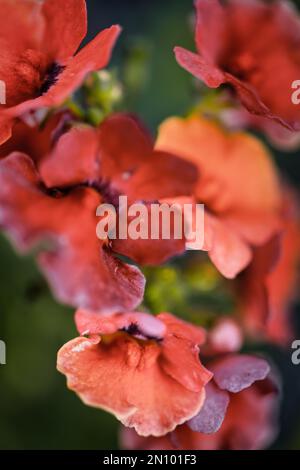 faded reds and boken greens highlight this garden beauty Stock Photo