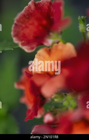 natural abstarct of reds oranges and greens for a soft focus colage Stock Photo