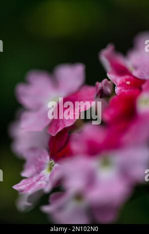 subtle pinks and red petals are gentle stars for this day Stock Photo