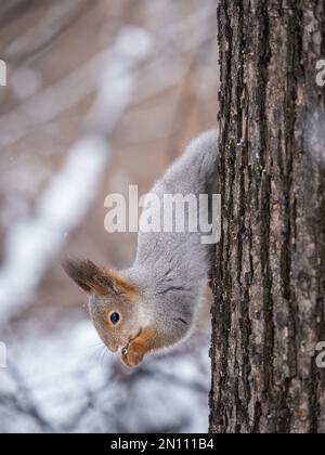 A squirrel sits upside down on a tree in winter and eats a nut. Eurasian red squirrel, Sciurus vulgaris Stock Photo