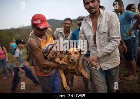People carry an injured dog they rescued in the small town of Bento Rodrigues, which flooded after a dam burst in Minas Gerais state, Brazil, Saturday, Nov. 7, 2015. Brazilian searchers are looking for people still listed as missing following the Thursday burst of two dams at an iron ore mine in a southeastern mountainous area. (AP Photo/Felipe Dana)