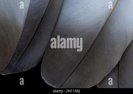 Brown, grey, feathers closeup, texture, background, top view. Stock Photo