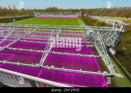 Fully automatic movable LED lighting system for turf growth lighting of stadium driven turf football pitch playing field of Bundesliga club football c Stock Photo
