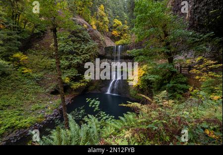 Waterfall, Middle North Falls, dense autumn vegetation, Silver Falls State Park, Oregon, USA, North America Stock Photo