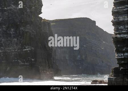 Seabirds in the air and on rocks, cliff over the Atlantic, Branaunmore rock needle, surf pillar, Cliffs of Moher, Cliffs of Moher, Aillte an Mhothair, Stock Photo