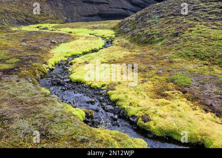 Small stream flowing through lava field covered with (Racomitrium elongatum), Iceland, Europe Stock Photo