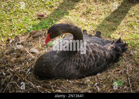 A closeup shot of a black swan with a red beak sitting on the ground and resting Stock Photo