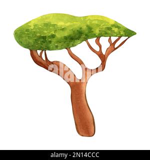Dragon blood tree watercolor illustration isolated on white 
