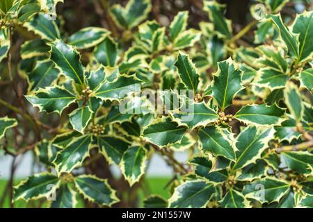 Ilex aquifolium Argentea Marginata Selective focus. Close-up. Park Krasnodar or Galitsky Park. Stock Photo