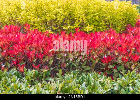 The red, just-blooming leaves of the Japanese Pieris bush. beautiful screensaver. Stock Photo