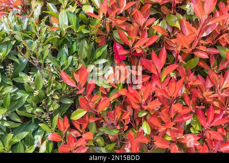 The red, just-blooming leaves of the Japanese Pieris bush. beautiful screensaver. Stock Photo