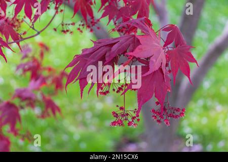 Australian maple. Maple leaves close-up Stock Photo