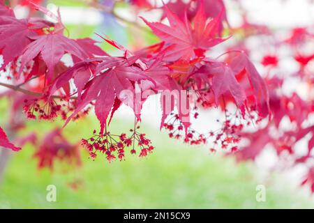 Australian maple. Maple leaves close-up Stock Photo