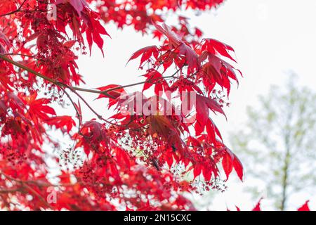 Australian maple. Maple leaves close-up Stock Photo