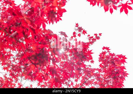 Australian maple. Maple leaves close-up Stock Photo