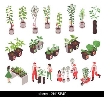 Isometric nursery garden icons set with plants and trees in pots isolated vector illustration Stock Vector