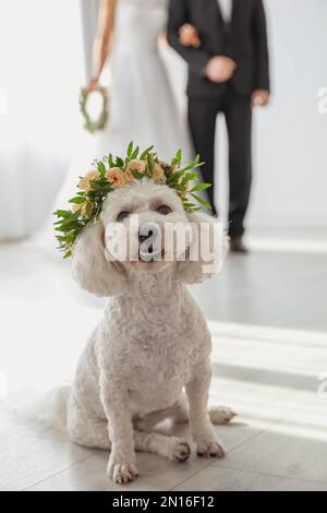 Adorable Bichon wearing wreath made of beautiful flowers on wedding Stock Photo