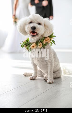 Adorable Bichon wearing wreath made of beautiful flowers on wedding Stock Photo