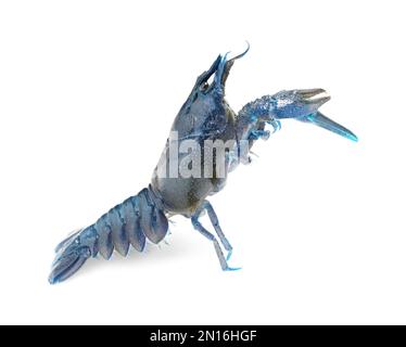 Blue crayfish isolated on white. Freshwater crustacean Stock Photo