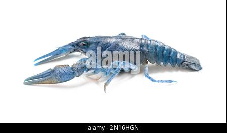 Blue or sapphire crayfish isolated on white Stock Photo