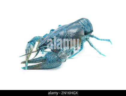 Blue or sapphire crayfish isolated on white Stock Photo