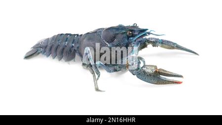 Blue or sapphire crayfish isolated on white Stock Photo