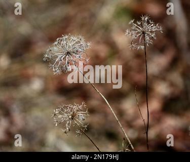 A closeup of growing Aethusa cynapium plant Stock Photo