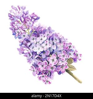 Lilac branch on a white background. Watercolor illustration Stock Photo