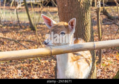 A young deer staring straight back at the camera Stock Photo