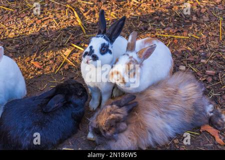 rabbits in a cage eat grass. rabbit cage. feeding rabbits. Stock Photo