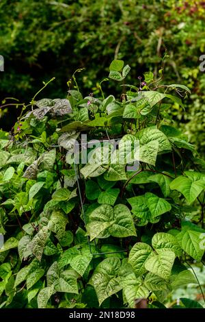 Purple King Climbing Beans on trellis in the kitchen garden Stock Photo