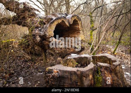 cut hollow tree trunk lying on the ground in a forrest surrounded by leafless small trees covered in moss on a grey day in fall Stock Photo