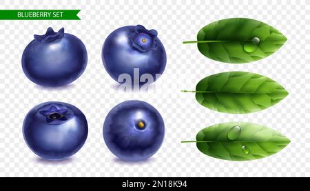 Blueberry realistic set with fresh berry from various angles and green leaves with water drops on transparent background isolated vector illustration Stock Vector