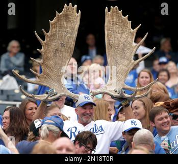 A Kansas City Royals Fan Brought Moose Antlers to the World Series - ABC  News