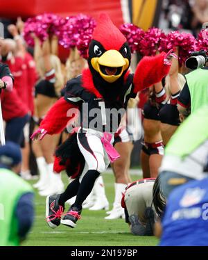 Arizona Cardinals on X: Happy National Mascot Day to the best