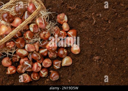 Tulip bulbs planting background. Fall tulips planting and gardening flat lay still life template with copy space. Tulip bulbs in a basket on soil back Stock Photo