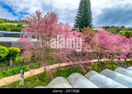 Rows of wild sakura trees planted in Da Lat, Vietnam, residential areas blooming in spring morning attract tourists to visit Stock Photo