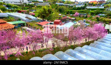 Rows of wild sakura trees planted in Da Lat, Vietnam, residential areas blooming in spring morning attract tourists to visit Stock Photo