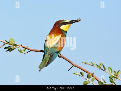 European Bee-eater with a bee in its bill Stock Photo