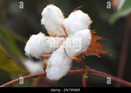 Ripe cotton with open bolls and fluffy white cotton Stock Photo