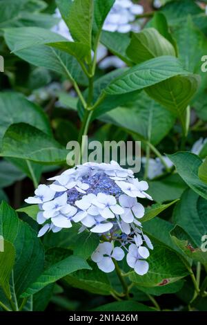 Hydrangea macrophylla Lanarth White, compact hydrangea sterile sepals surround mauve-pink fertile florets Stock Photo