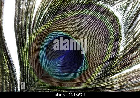 wallpaper of one colored peacock feather isolated on white background with  copy space, macro Stock Photo