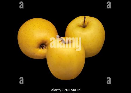 Image of three ripe yellow apples on a black background Stock Photo