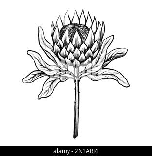 Hand Drawn Protea Vector Illustration ... | Protea art, Flower drawing  images, Flower art painting