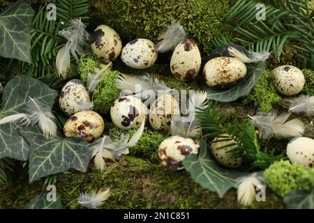 quail eggs in the grass on nature green background Stock Photo
