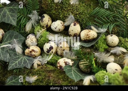 quail eggs in the grass on nature green background Stock Photo