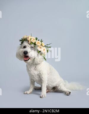 Adorable Bichon wearing wreath made of beautiful flowers on grey background Stock Photo