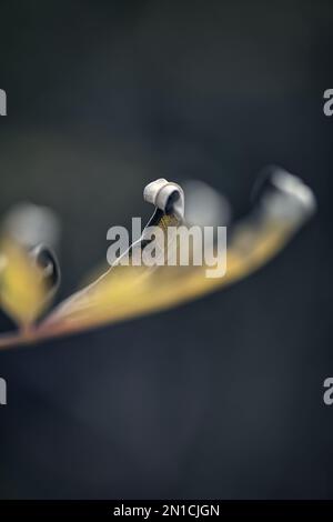 Cold wether put an artistic twist to these leaves Stock Photo